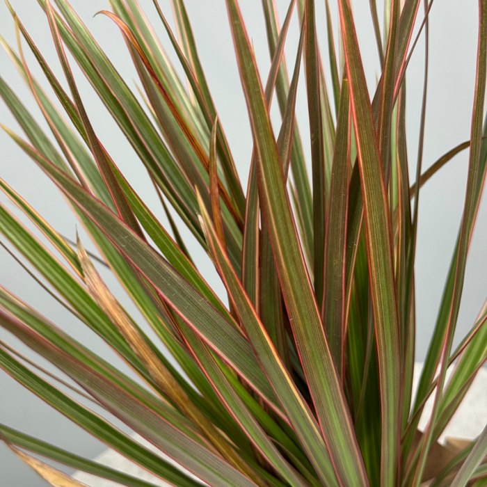 Драцена 10 см - декоративно-лиственное растение 