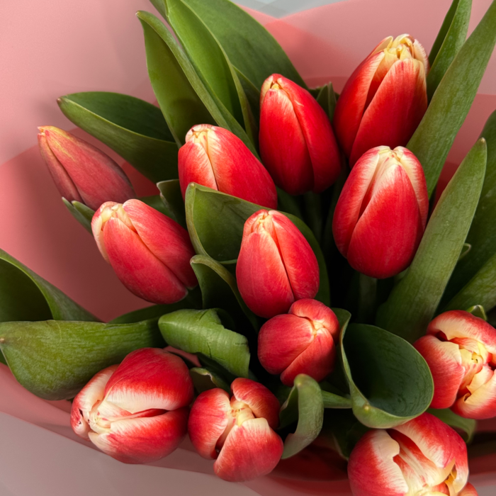 Букет из 15 красных тюльпанов
