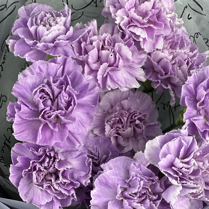 Букет из 11 сиреневых гвоздик