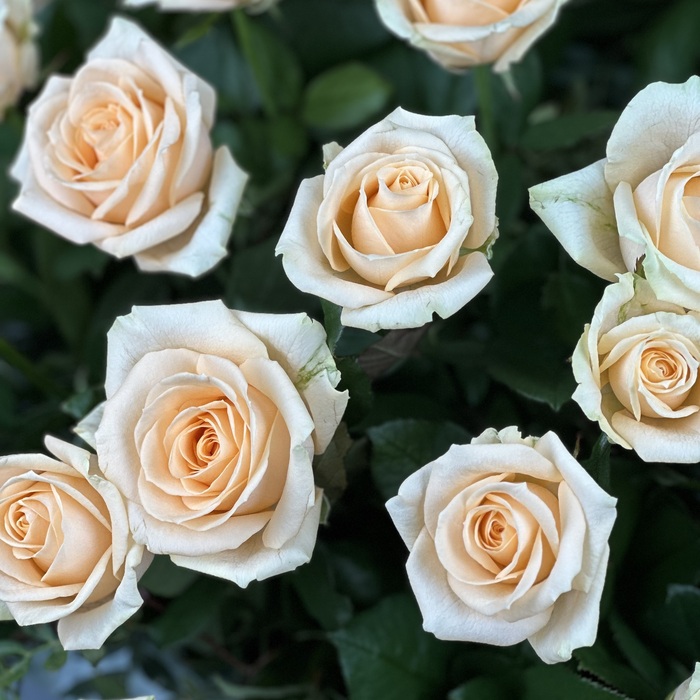 Корзина из 51 кремовой розы