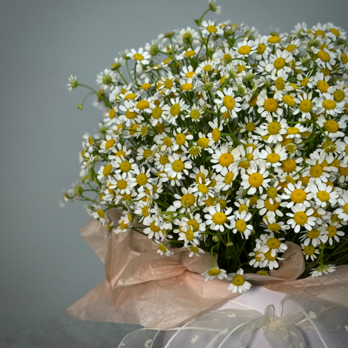 Ромашка в шляпной коробке S