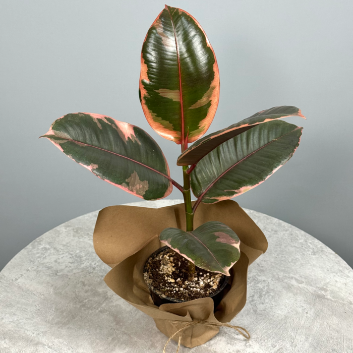 Фикус "Тинеке" - декоративно-лиственное растение 