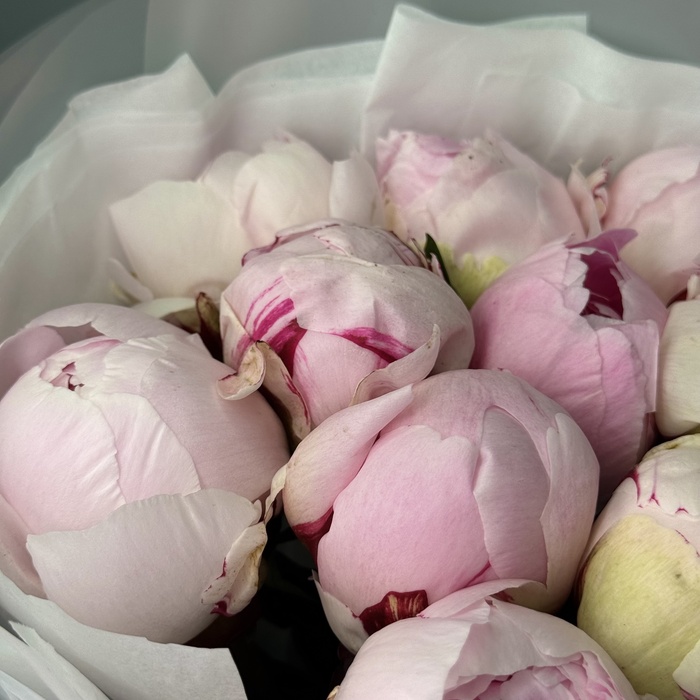 Букет из 15 пионов Сара