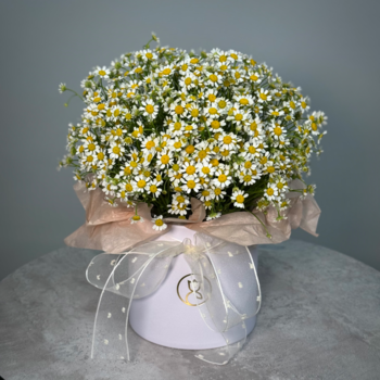 Ромашка в шляпной коробке S