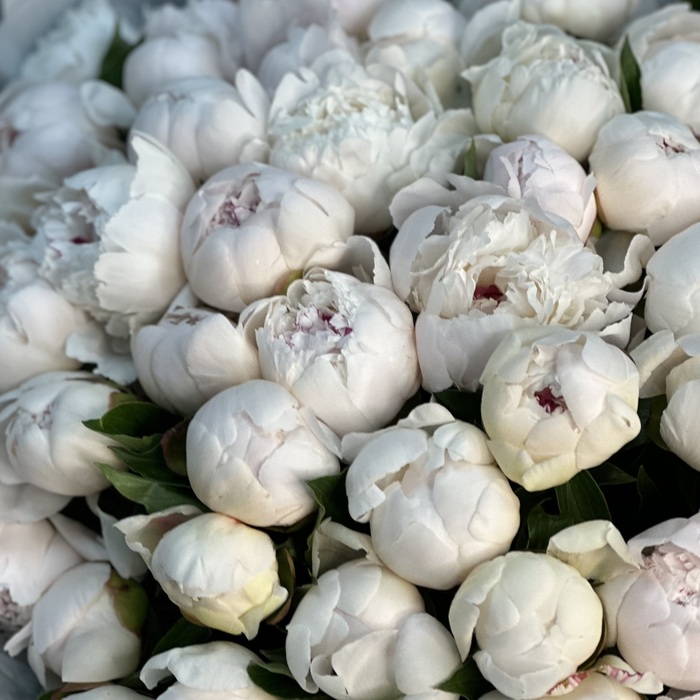 Букет из 51 бело-розовых пионов