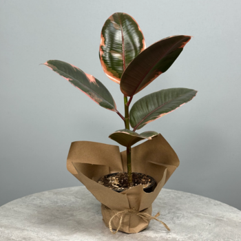 Фикус "Тинеке" - декоративно-лиственное растение 