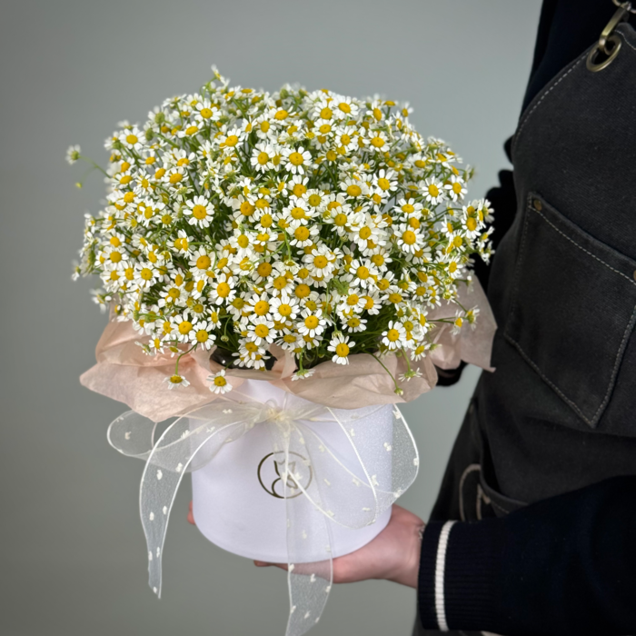 Ромашка в шляпной коробке S