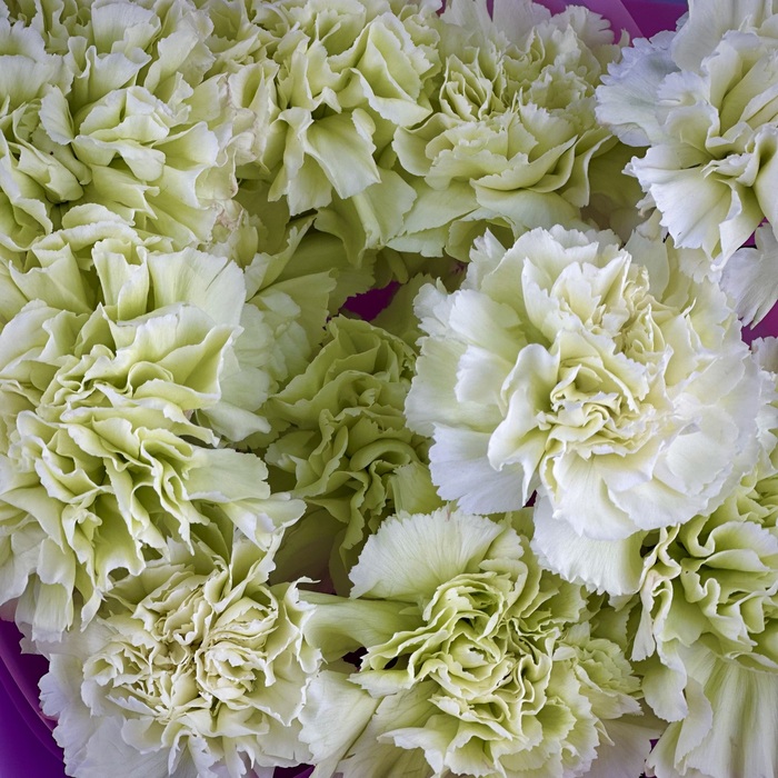 Букет из 11 фисташковых гвоздик