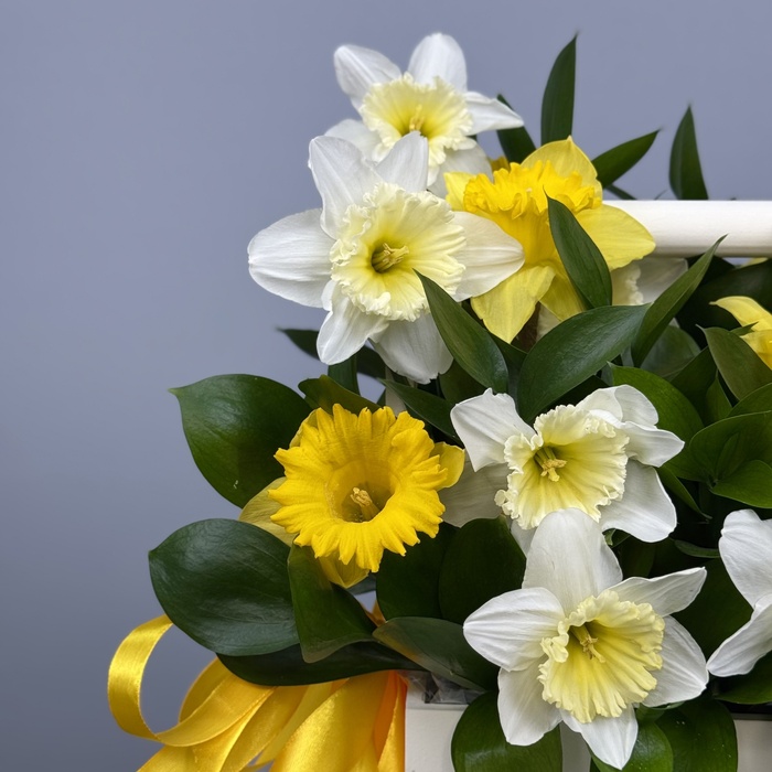 Цветы в ящике Полянка нарциссов