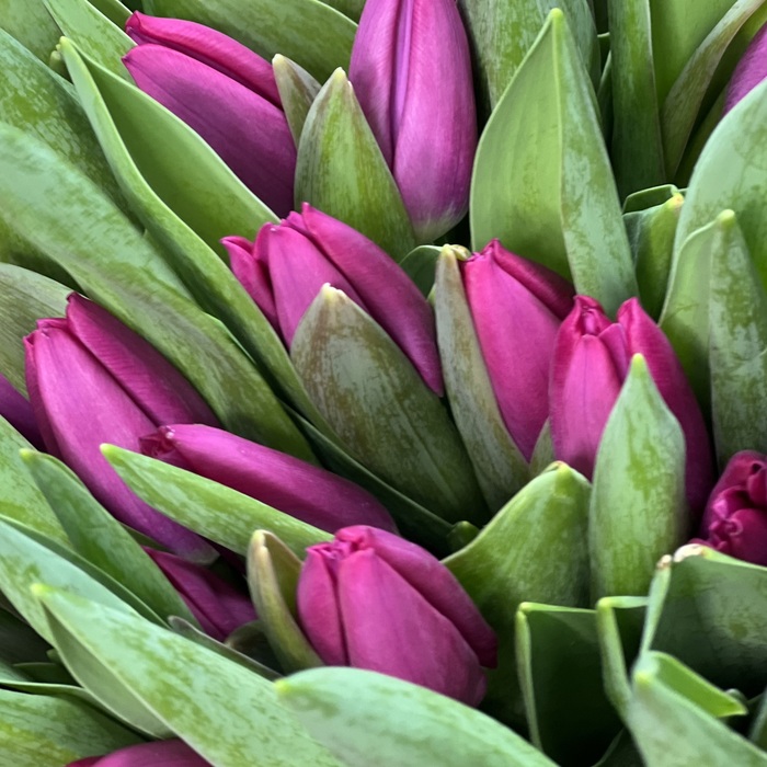 Букет из 41 фиолетовых тюльпанов