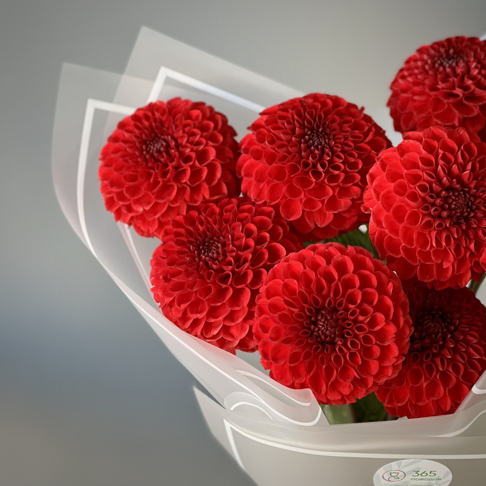 Букет из 9 красных георгинов