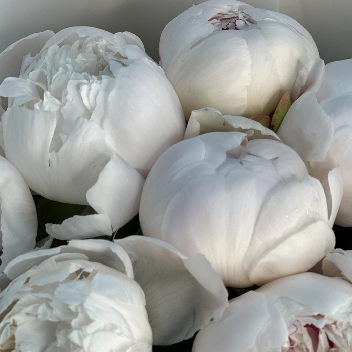 Букет из 7 бело-розовых пионов