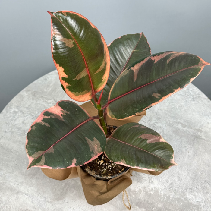 Фикус "Тинеке" - декоративно-лиственное растение 