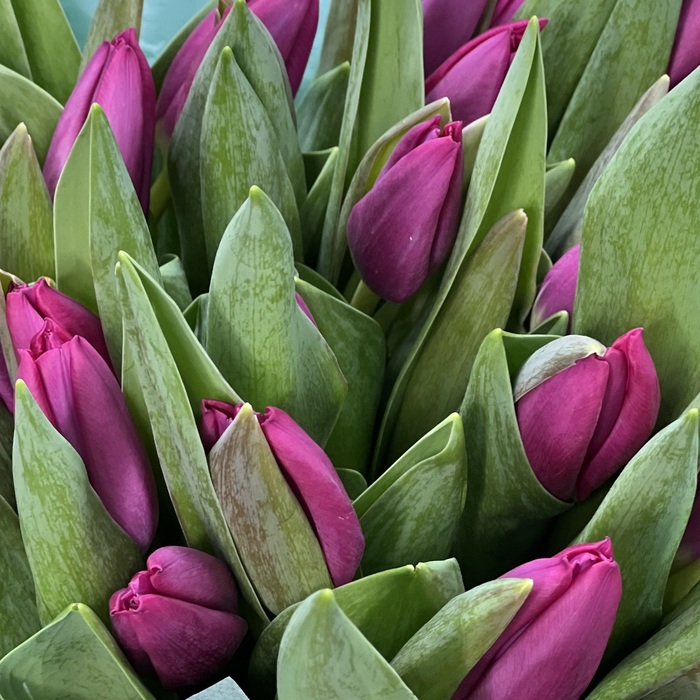 Букет из 31 фиолетовых тюльпанов