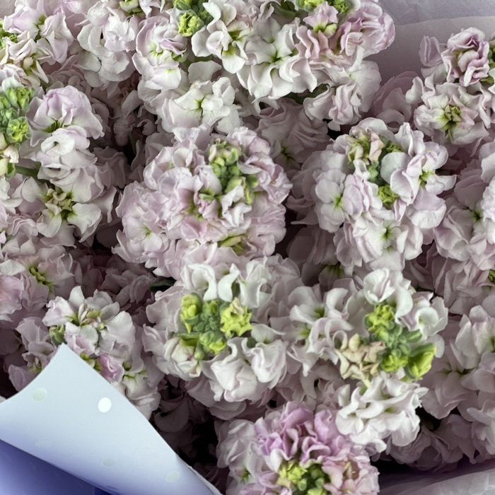 Букет из 15 розовых маттиол