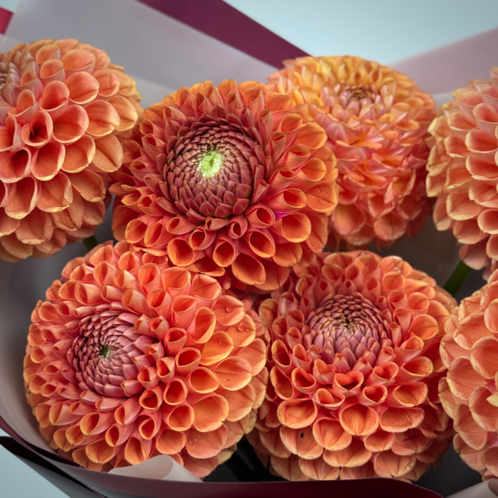 Букет из 7 оранжевых георгинов